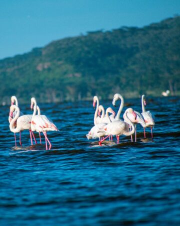 Lake Nakuru National Park 