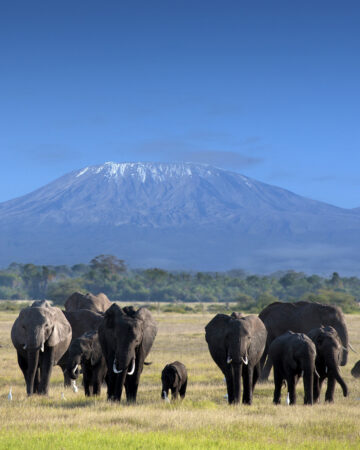 Amboseli national park