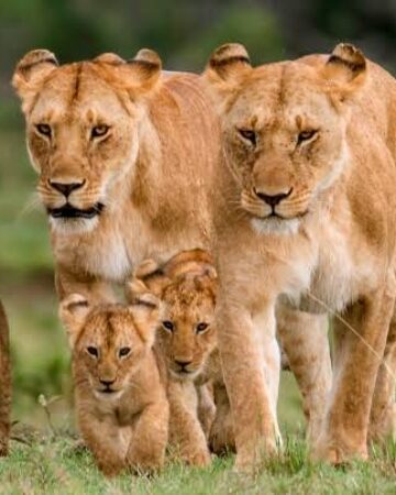 Masai mara national reserve 