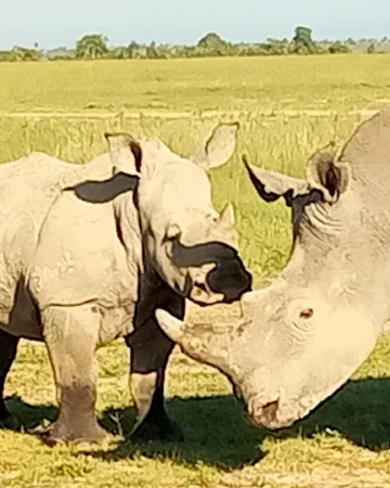 Olpajeta conservancy 
